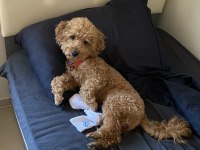 2 yaş erkek poodle dişi eş arıyorum