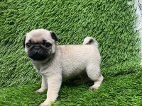 PUG MOPS MUHTEŞEM PUG GÜZELLER