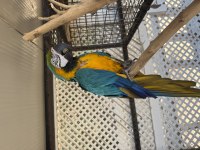 Sahiplendirilecek macaw papağanı