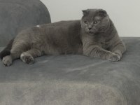 İsmi gibi prenses sakin huylu scottish fold