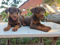 Orjinal doberman yavrular