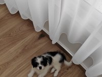 Eşyaları ile beraber verilecek şitsu