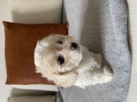 Maltipoo yavrular