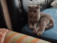 Scottish fold dişi 1 yaşında kızımız kısır değil