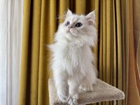 Pamuk prens kedimiz