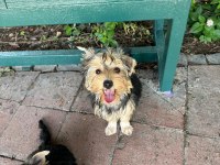 AŞILI KARNELİ ÇİPLİ YORKSHİRE TERRIER BEBEKLERİM