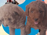 Orijinal sevimli toy poodle yavrularımız İstanbul