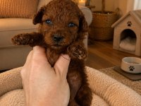 10 Güne Hazır Ev Üretimi Rezerveye Açık Toy Poodle