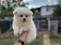 Pomeranian spitz yavrularımız 