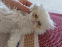 Safkan Belgeli Anne Babadan Safkan Pamuk gibi Bembeyaz Yavru