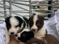 Border collie yavrularımız teslime hazır