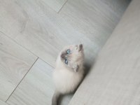 Şirin scottish fold yavrularımıza güzel aileler arıyoruz