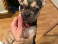BLUE FRENCH BULLDOG