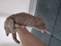 3 aylık british shorthair