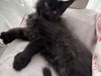 Son kalan 7 parmak erkek maine coon