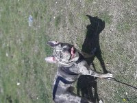 EGZOTİK FRENCH BULLDOG SEVENLER