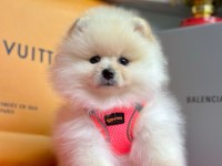 Safkan Pomeranian Boo Bebekler