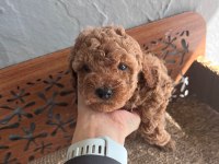 Tr Nin En İyi Anne Babasından Poodle