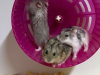 KAMPANYALI KAFES VE HAMSTER DOĞRU ADRES