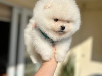 POMERANİAN BOO 2 EFSANE AYICIK