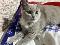 British shorthair sahiplendirmek istiyorum