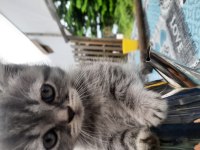 Minik dostumuz Yumuk'u yeni ailesini arıyoruz british