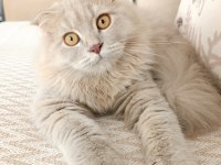 Kehribar Gözlü British Longhair Oğlum