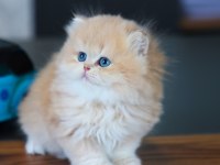 Oyuncak gibi yavru british longhair