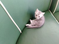 Sağlıklı british shorthair yavrular