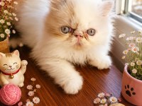 Safkan Exotic Shorthair Bebek Kediler