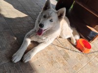 Safkan Dişi Husky Köpeği