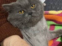 Oyun sever dost canlısı british shorthair için yuva arıyoruz