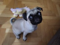 Eğitimli ve akıllı pug