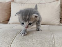 4 adet erkek yavru kedimiz