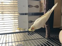Albino Lutino Sultan Papağanı