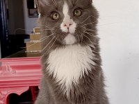 SAF KAN, LO ŞECERELİ DEV BOY KEDİLER 6 YILLIK TECRÜBE