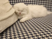 Scottish fold longhair dişi mavi gözlü