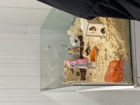 Hamster ve eşyaları