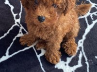 Sahibinden toy poodle