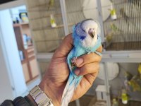 Show jumbo muhabbet kuşu yavrular 50 günlük