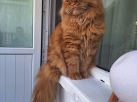 Erkek İran Kedimiz Müslüm