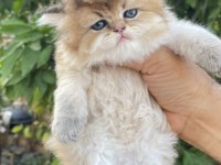 British longhair prenses henüz 40 günlük tosuncuk