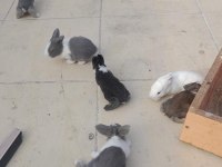 Hollanda lop tavşanı yavrusu