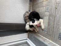 ÜRETİCİDEN HARİKA BORDER COLLIE YAVRULAR