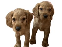 Amerikan cocker köpekler
