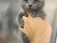 Erkek scottish fold kedisi