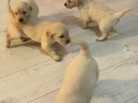 Irk Sağlık Garantili Golden Retriever Bebeklerimiz
