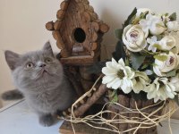MUNCHKIN CÜCE KEDİMİZ