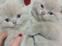 British Shorthair lilac cinsi
