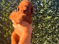 Dişi Red Brown toy poodle